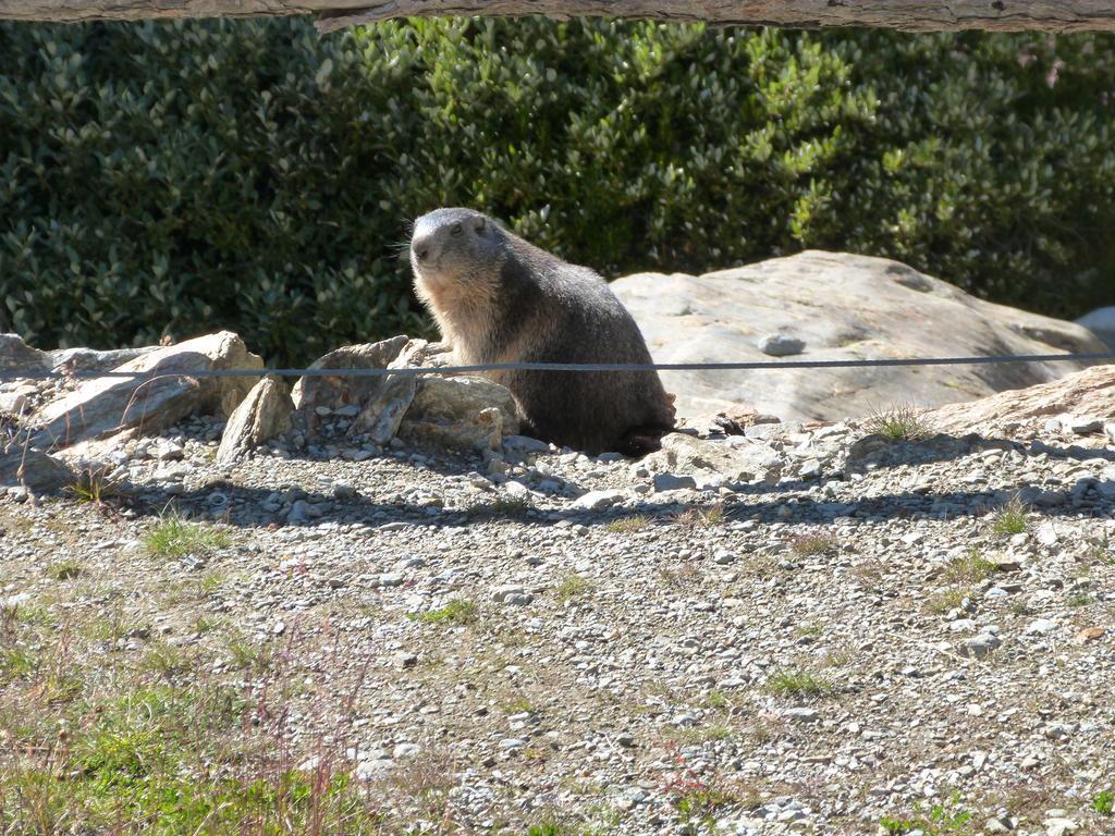 Chalet Alpentraum, Alte Gasse 20 Saas-Grund Bagian luar foto